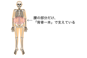 背骨　体幹　骨一本